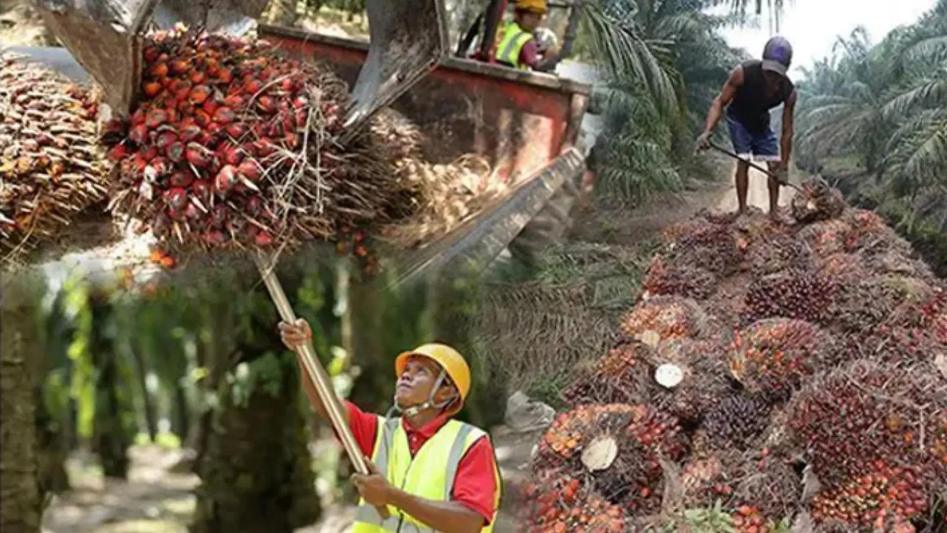 মালয়েশিয়ায় প্ল্যান্টেশন সেক্টরে অভিবাসনসংত্রান্ত জরুরি বিজ্ঞপ্তি